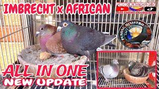 EP947 - IMBRECHT x AFRICAN BLACK EAGLE MAY ANAK NA!