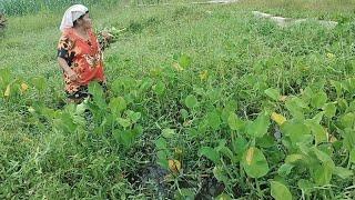 seminggu tidak beli sayur sebanyak ini