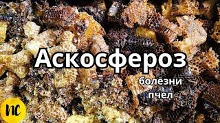 Аскосфероз. Болезни пчел. Как лечить Аскосфероз пчел.