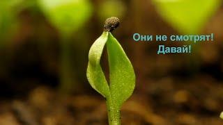 Рост Растений | Ускоренная съемка | Растения, Мы Не Смотрим