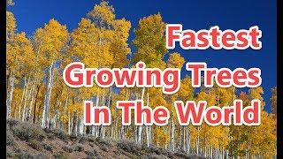 Top 10 Fastest Growing Trees In The World