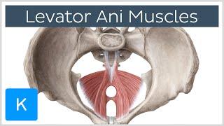 Levator Ani Muscle - Origin, Insertion & Function - Human Anatomy | Kenhub