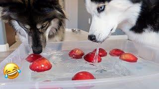 Huskies Try Bobbing For Apples!