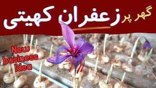 Saffron farming New unique business idea 2024 | zafran ki kasht in pakistan