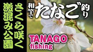 【和竿でタナゴ釣り】ケンカは辞めて！　Tanago Fishing Wazao