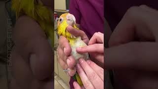 How To Do A Bird Physical Exam - A Parrot Visits The Vet