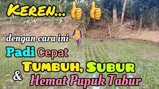 Tidak Butuh Waktu Lama... Padi Cepat Tumbuh Subur dan Hemat Pupuk. Padi Inbrida C2