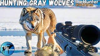 Earning Cash By Hunting Gray Wolves | TheHunter Call Of The Wild