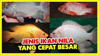 JENIS IKAN NILA YANG PALING CEPAT BESAR