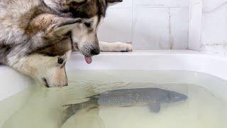 Собаки НЫРЯЮТ за Рыбой в ванну / у Хаски летняя рыбалка на карпа