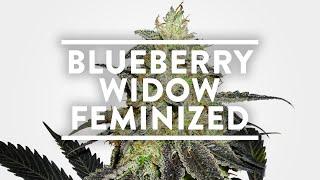 Blueberry Widow Strain Information | MSNL