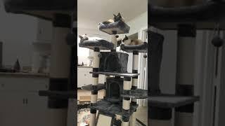 Multi Level Cat Tree for Large Cats, with Cozy Perches, Stable