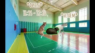 Мой обычный понедельник #коты #мемныекоты