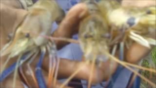 Freshwater Prawn  harvest 2016 How to Raise Freshwater Prawn