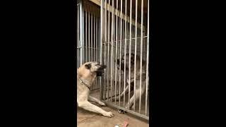 Talaz vs Baron - Strong Kangals Face Off!  #kangal  #sivaskangal  #kurtkangal