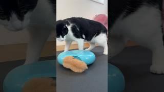 Cat POUNCES on the Migipaws interactive toy - linked in description