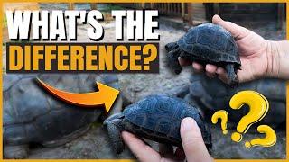 Aldabra Shell Shapes: What’s the Difference?