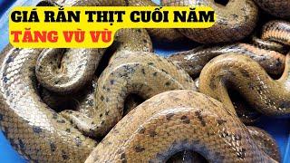 Giá Rắn Thịt Cuối Năm Tăng Vù Vù  – Trại Giống Đông Sơn