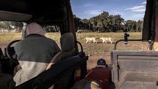 LIONS in the Masai Mara - WILDLIFE PHOTOGRAPHY ON SAFARI