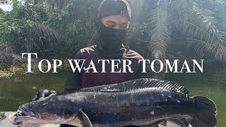 Casting ikan toman/ giant snakehead/topwater/paddlepop/skipping/鱼虎/多曼