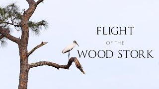 Flight of the Wood Stork