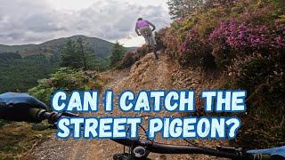 Flying High with the Street Pigeon