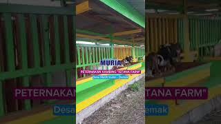 Peternakan Kambing Istana Farm Mutih Kulon Demak