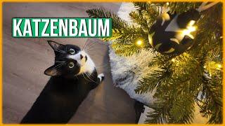 Katzen und Weihnachtsbaum - Charlie die Weihnachtskugel