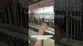 AI in poultry. Artificial insemination in Poultry.