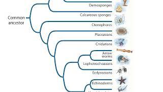 Protostomes