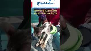 Viral, Pemancing Ikan Selamatkan Kucing Terombang-ambing di Tengah Lautan