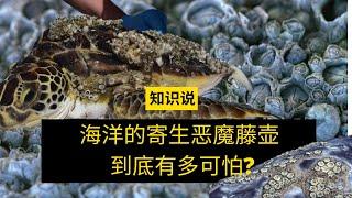 海洋的寄生恶魔藤壶到底有多可怕? - 知识说