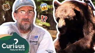 A Town Where Bears and Humans Live TOGETHER!  | The Bear Whisperer | Curious?: Natural World