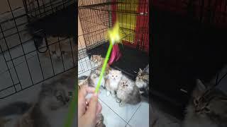 Kitten follows along with the toy's movements