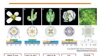 ABCDE  model of flower development