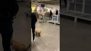 Shopping Bummel im Ikea  #toypudel #welpe #zwergpudel #ikea #shopping #spanien