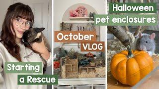 I started an Animal Rescue & Halloween pet enclosures | VLOG