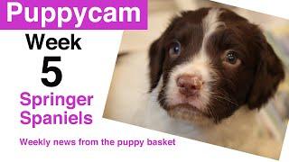 Puppies | Springer Spaniel Puppies | Week 5 visit to the puppy pen