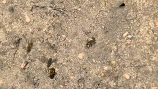 Wildbienen