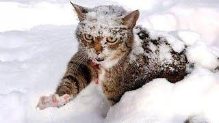 Funny Cats Overreacting Snow For the FIRST TIME! Funniest Cat Reaction 2024