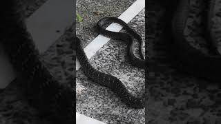 Black Snake at Work #snake #snakevideo