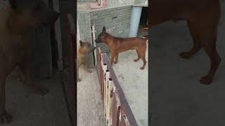 Fence Causes Friction For Dogs || ViralHog