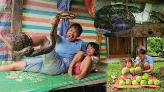 Single dad,Picking grapefruit to sell, the python appeared again,making my daughter very scared