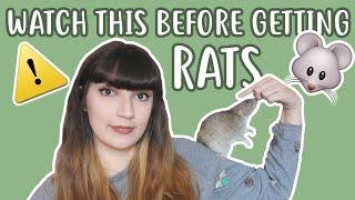  20 THINGS YOU SHOULD KNOW BEFORE OWNING RATS 