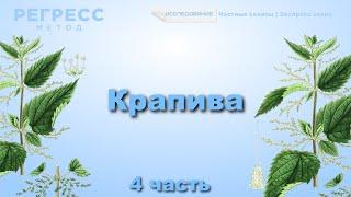 148 #Крапива  (оператор Анастасия,  #телепат_Татьяна ) #регрессивный_гипноз #подсознание #психология