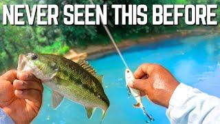 I've NEVER SEEN This Fish Here Before (Summertime River Fishing)