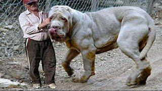 15 Biggest Dog Breeds In The World