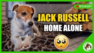 Uncovering the Answer to: How Long Can a Jack Russell Terrier be Left Alone?