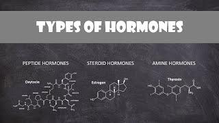 Types of Hormones | Human Physiology