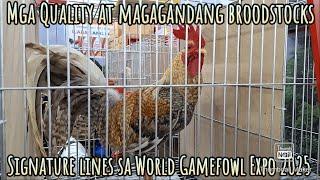 Signature bloodlines World Gamefowl Expo 2025